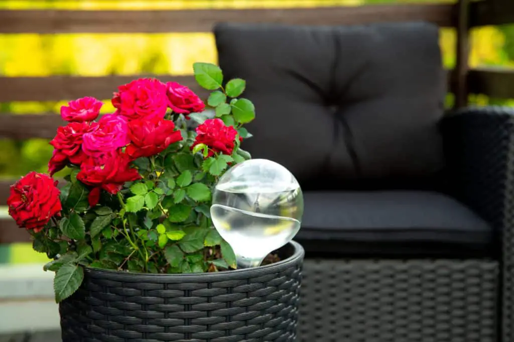 Do Watering Globes Work to Water Your Houseplants