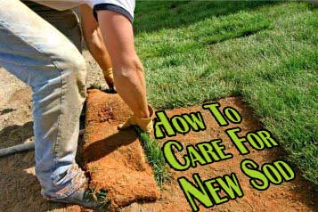How to care for new sod