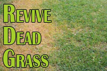 Revive dead grass