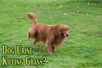 Dog urine killing grass | protect your lawn from urine spots!