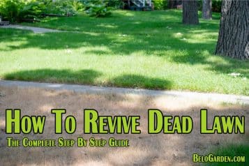 How to revive a dead lawn step by step