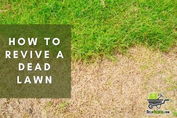 How to revive a dead lawn: step by step