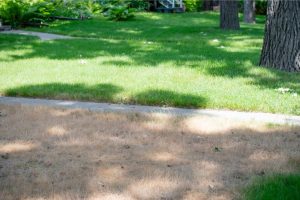 How To Revive a Dead Lawn: Step by Step