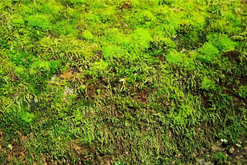How to get rid of moss in my lawn