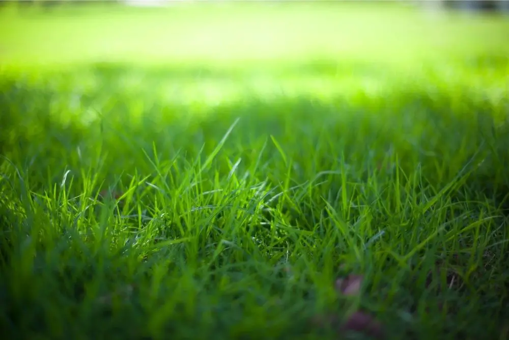How to get rid of moss in your lawn