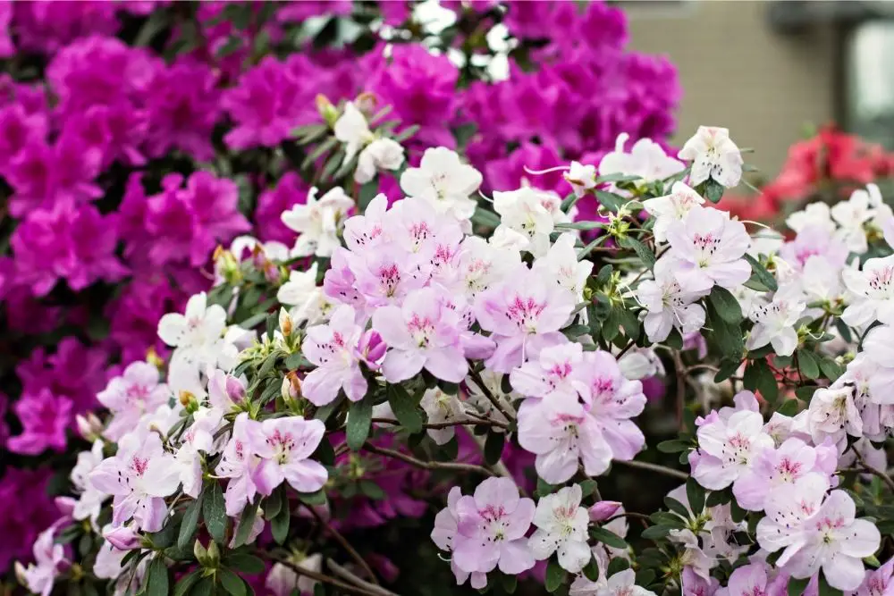 Thriving plants & hardiness zones: tips from landscapers