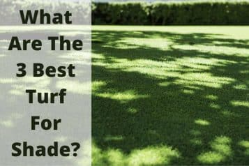 The best turf for shade