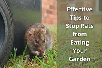 Stop rats from eating our garden
