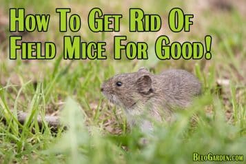 How to get rid of field mice for good