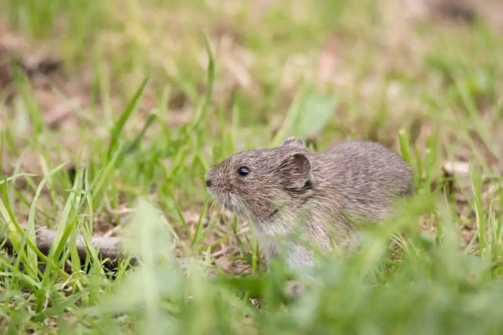 How to keep field mice out of your lawn