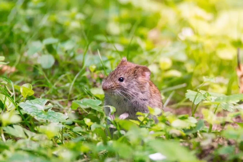 How to keep field mice out of your lawn