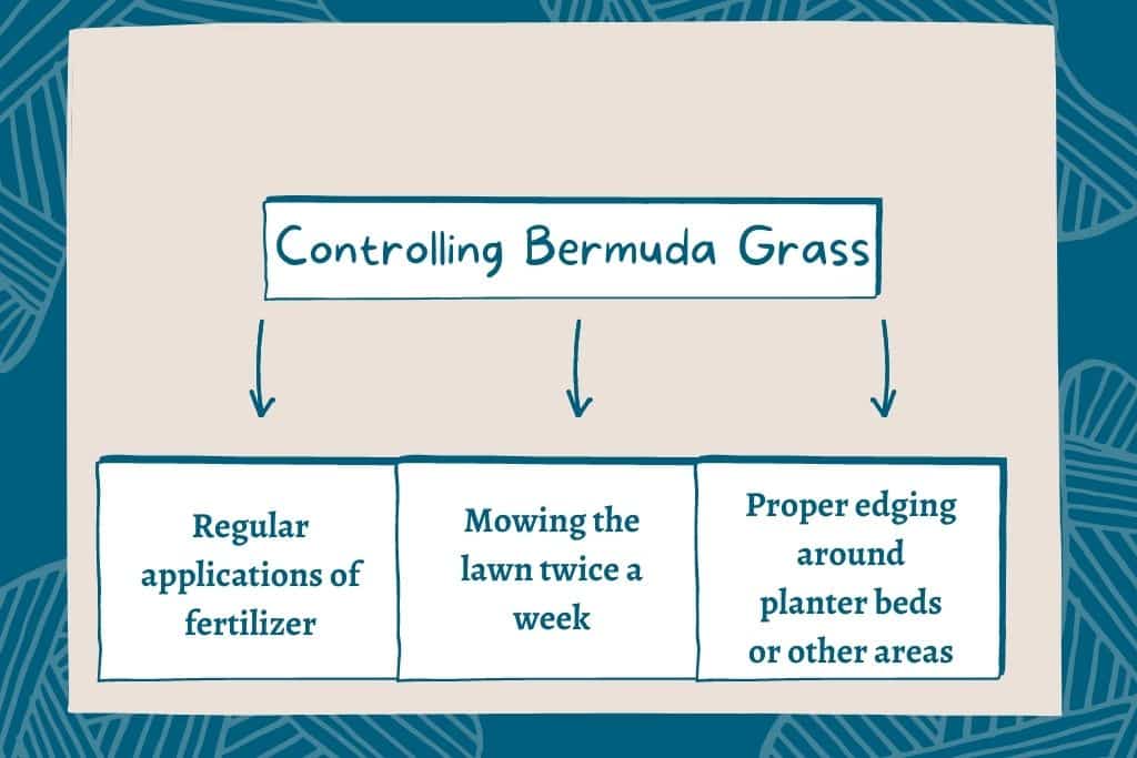 Bermuda grass vs crabgrass: differences and elimination techniques for a perfect lawn