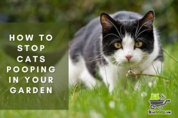 How to stop cats pooping in your garden