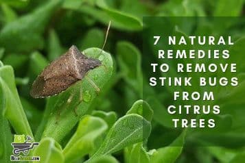 7 natural remedies to remove stink bugs from citrus trees