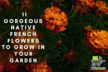 11 Gorgeous Native French Flowers to Grow in Your Garden