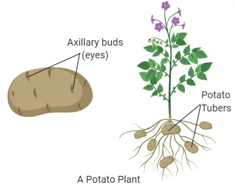 Is potato a root or a stem