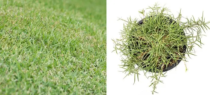 Bermuda grass vs crabgrass how are they different