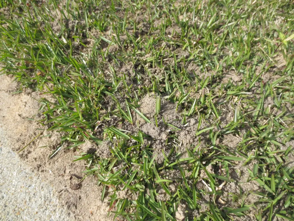 Cause of small dirt mound in lawn