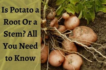 Is potato a root or a stem?