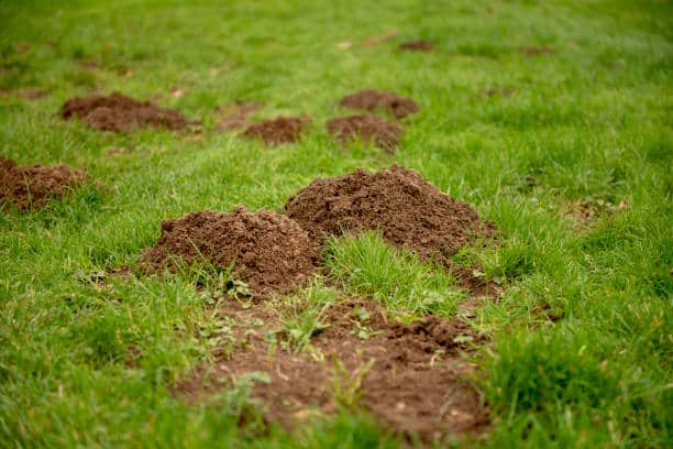What causes small dirt mounds in lawn & how to get rid of them?