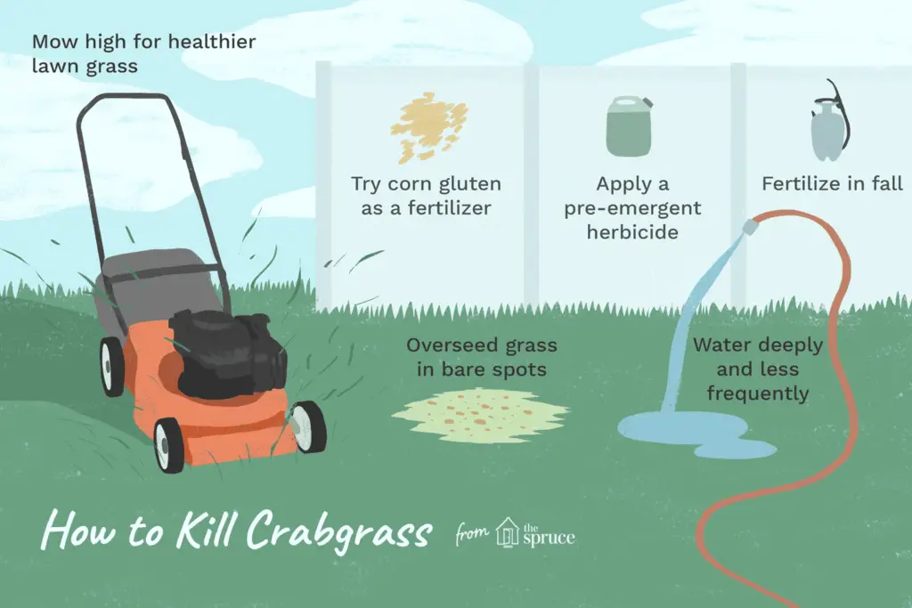 Bermuda grass vs crabgrass how are they different