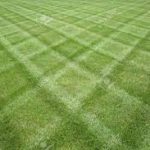 What are the 3 best turf for shade?