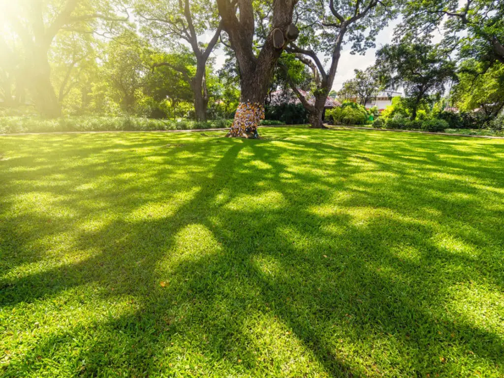Best turf for shade