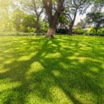 What Are The 3 Best Turf For Shade?