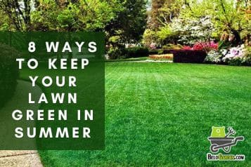 8 ways to keep your lawn green in summer