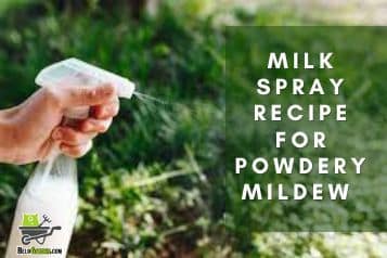Milk spray recipe for powdery mildew (natural fungicide for plants)