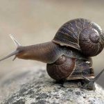 How to get rid of snails in your garden ┃8 effective ways