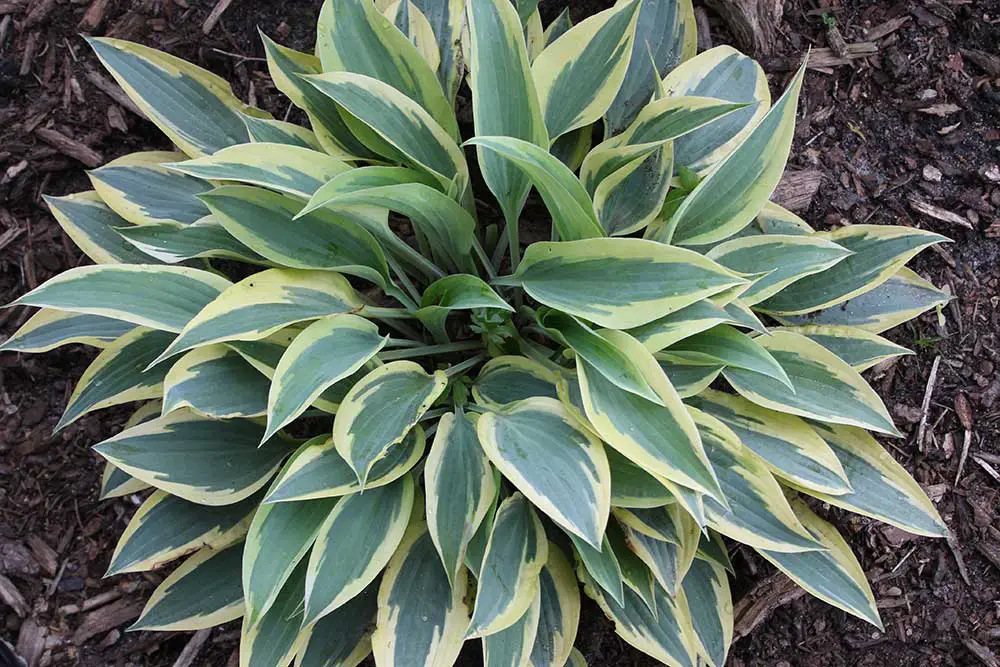 Hostas are a great plant for repelling snails