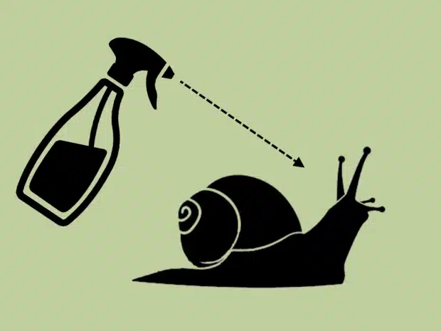 How to get rid of snails in your garden using iron phosphate