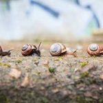 Snail trail to your garden