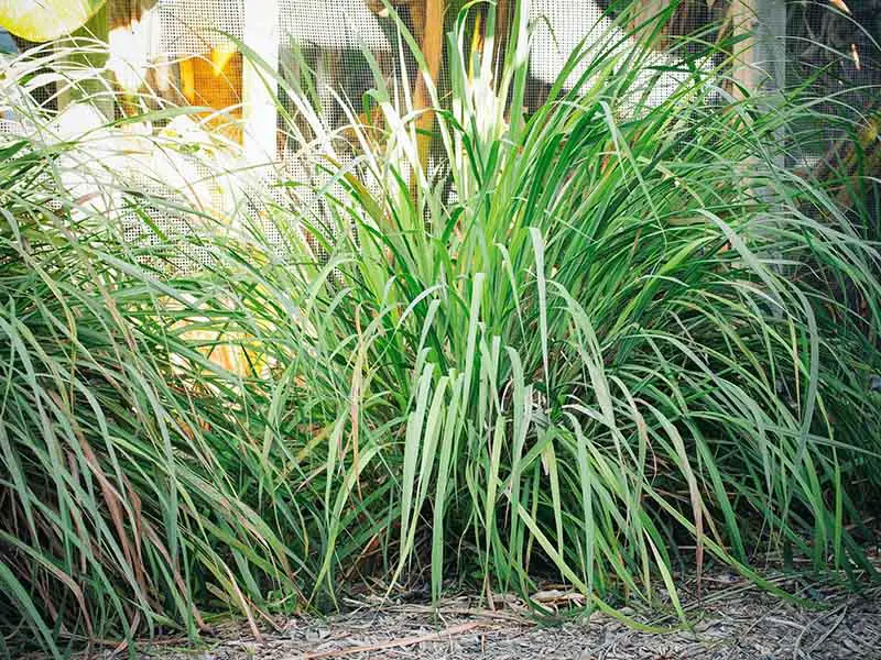 Lemongrass to stop cats pooping