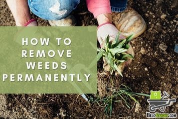 How to remove weeds permanently - 8 best ways