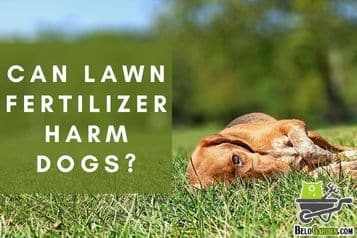 Can lawn fertilizer harm dogs?