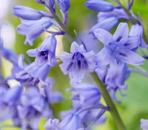 Bluebell - wild hyacinth