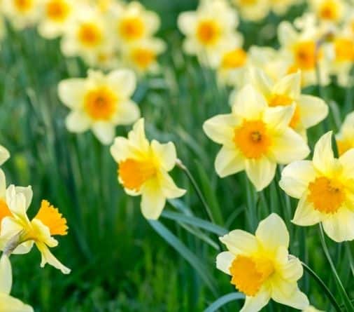 French daffodil