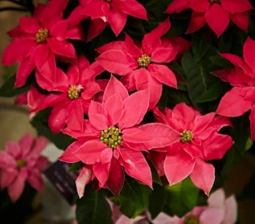 Christmas poinsettia - native french flowers