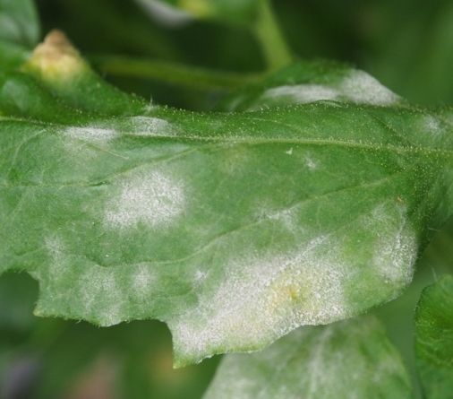 Identification & appearance of powdery mildew on plants