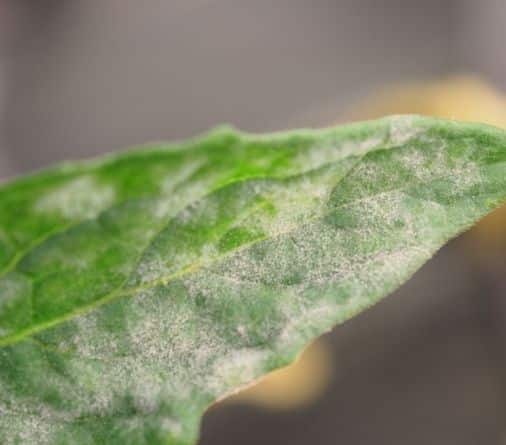 How to prevent powdery mildew from keep coming back?