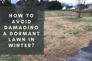 How to avoid damaging a dormant lawn in the winter?