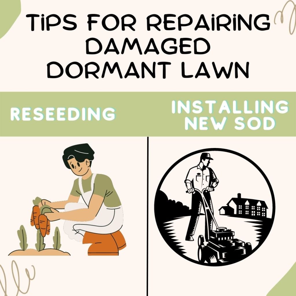 How to avoid damaging a dormant lawn in the winter?