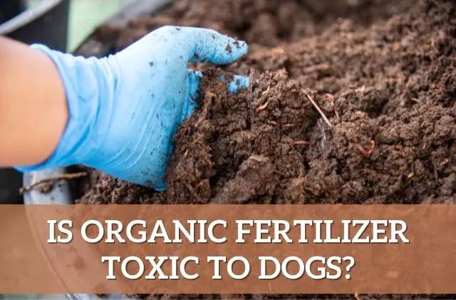 Is organic fertilizer toxic to dogs?