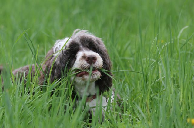 Can dogs eat grass that has been fertilized?