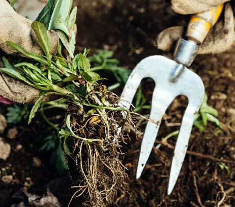 How to remove weeds permanently