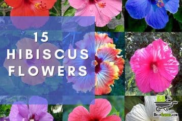 15 most beautiful hibiscus flowers