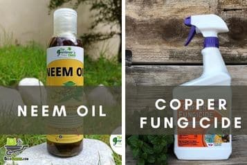 Copper Fungicide Vs. Neem Oil - Which Is The Better Option?