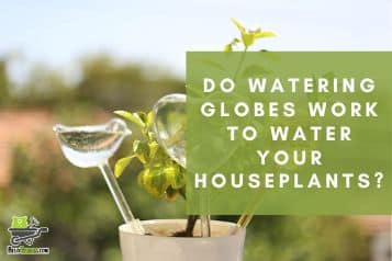 Do watering globes work to water your houseplants?
